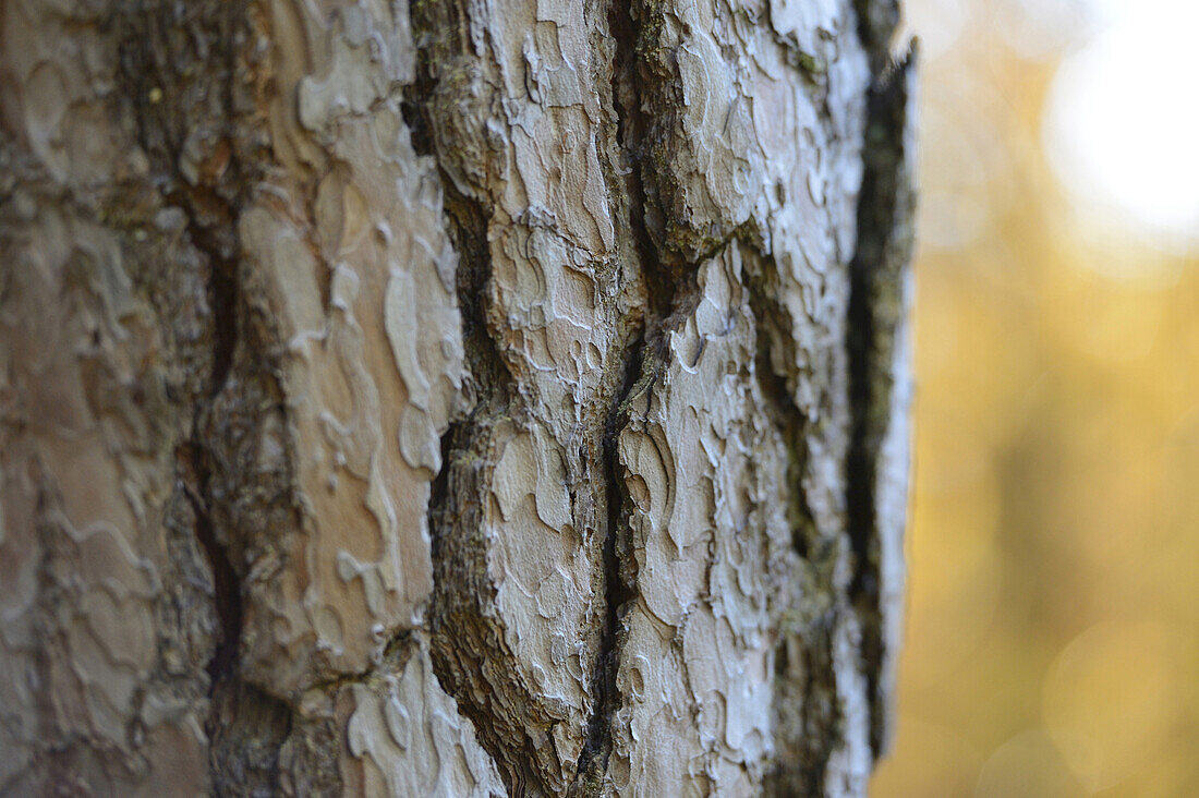 Nahaufnahme von Waldkiefer (Pinus sylvestris) Baumstamm, Neumarkt, Oberpfalz, Bayern, Deutschland