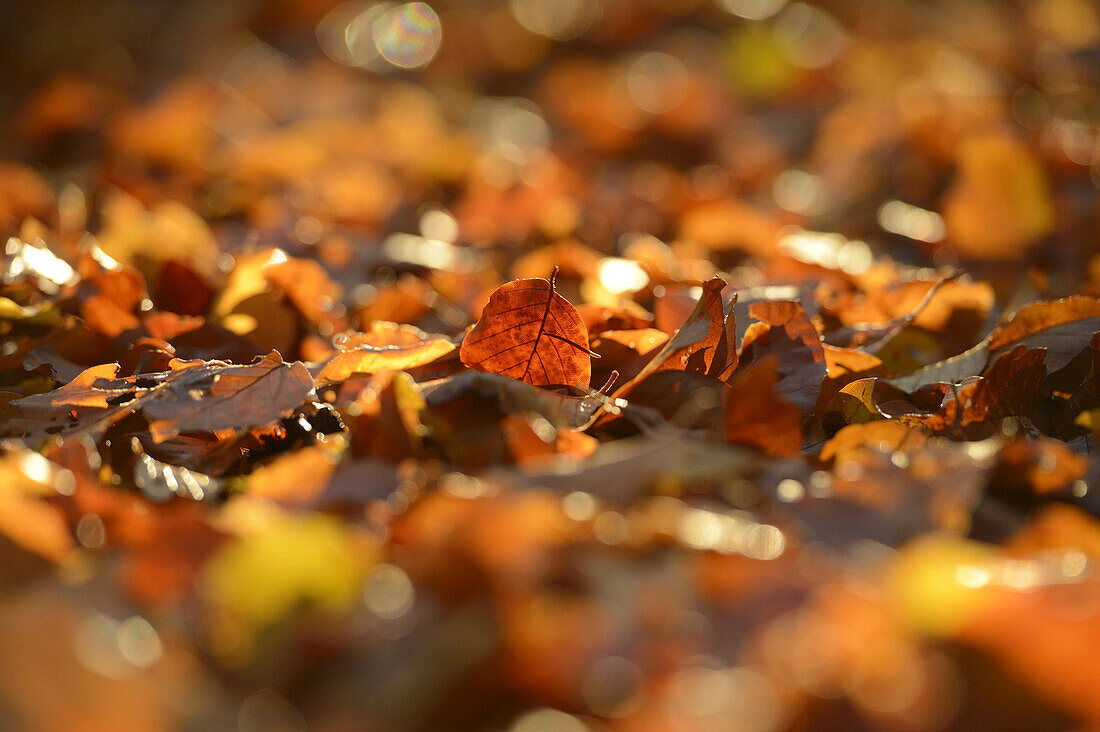 Nahaufnahme von Rotbuchen (Fagus sylvatica) Blättern auf Waldboden im Herbst, Oberpfalz, Bayern, Deutschland