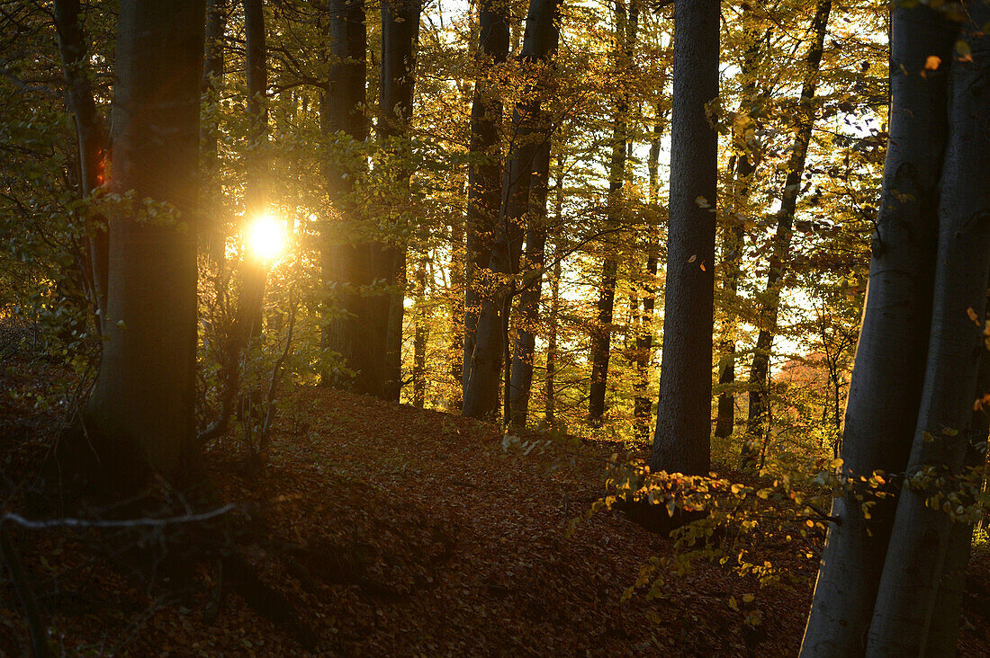 Sun through European Beech (Fagus sylvatica) Forest in Autumn, Upper Palatinate, Bavaria, Germany