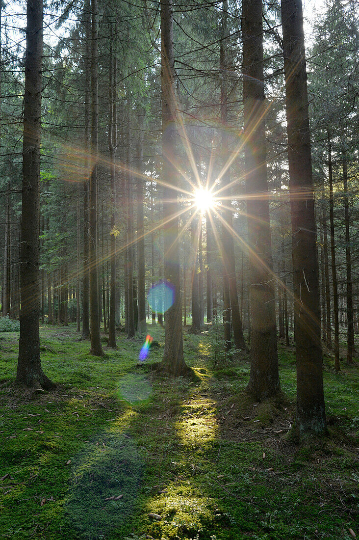 Sonnenstrahlen durch Fichtenwald (Picea abies), Oberpfalz, Bayern, Deutschland