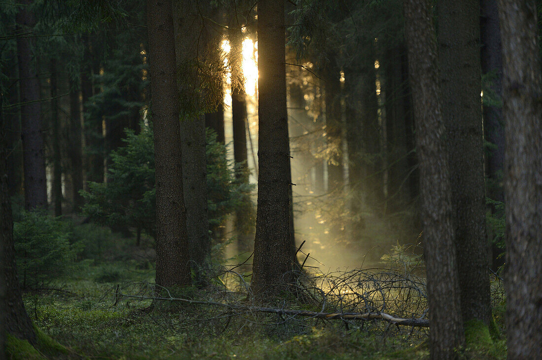 Sonnenstrahlen durch Fichte (Picea abies) Wald, Oberpfalz, Bayern, Deutschland