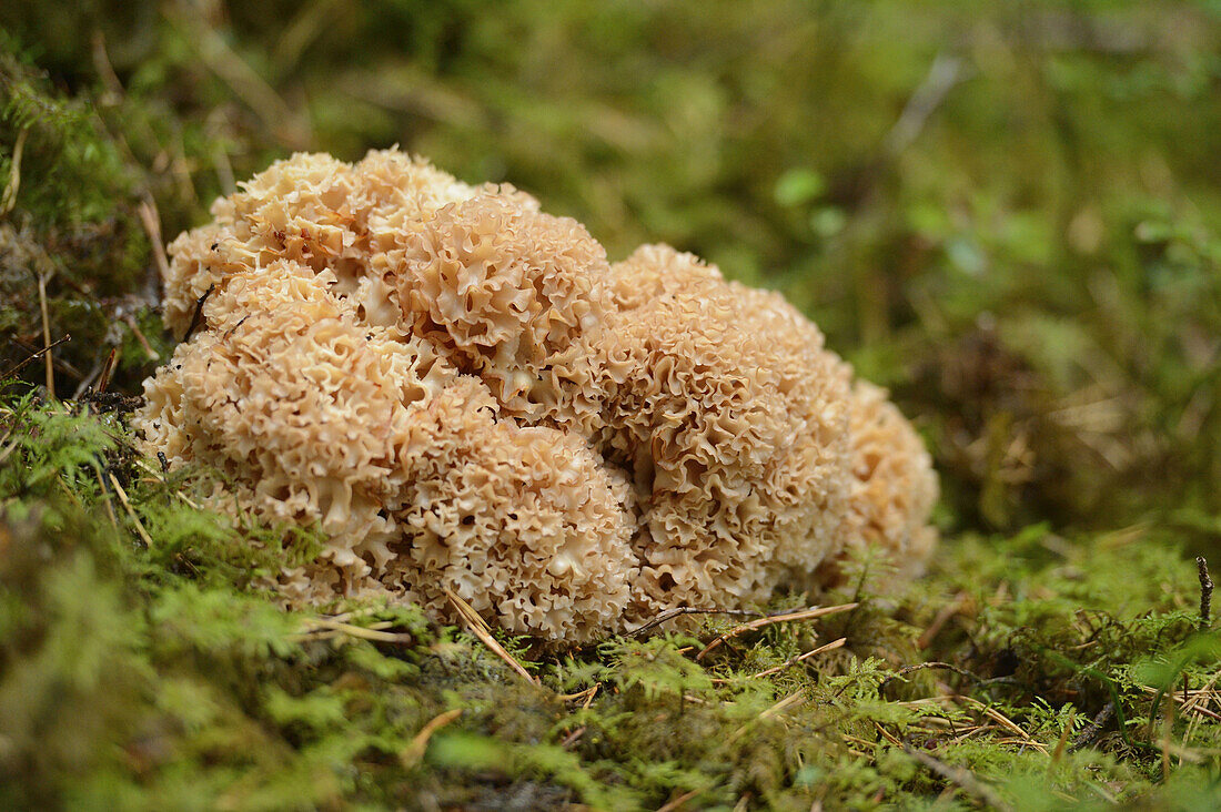 Blumenkohlpilz (Sparassis crispa) auf Waldboden, Bayern, Deutschland