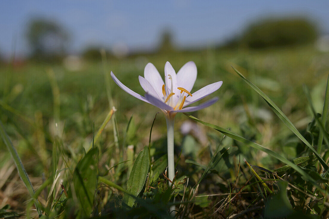 Nahaufnahme eines Herbstkrokus (Colchicum autumnale) auf einer Wiese, Bayern, Deutschland