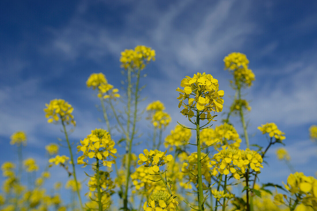 Blumenfeld mit Weißem Senf (Sinapis alba), Oberpfalz, Bayern, Deutschland