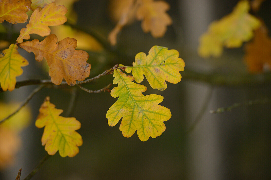 Nahaufnahme von Stieleiche (Quercus robur) Blättern im Herbst, Neumarkt, Oberpfalz, Bayern, Deutschland