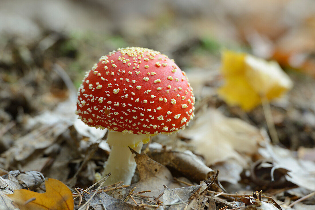 Close-up of Fly Agaric (Amanita muscaria) on Forest Floor, Neumarkt, Upper Palatinate, Bavaria, Germany