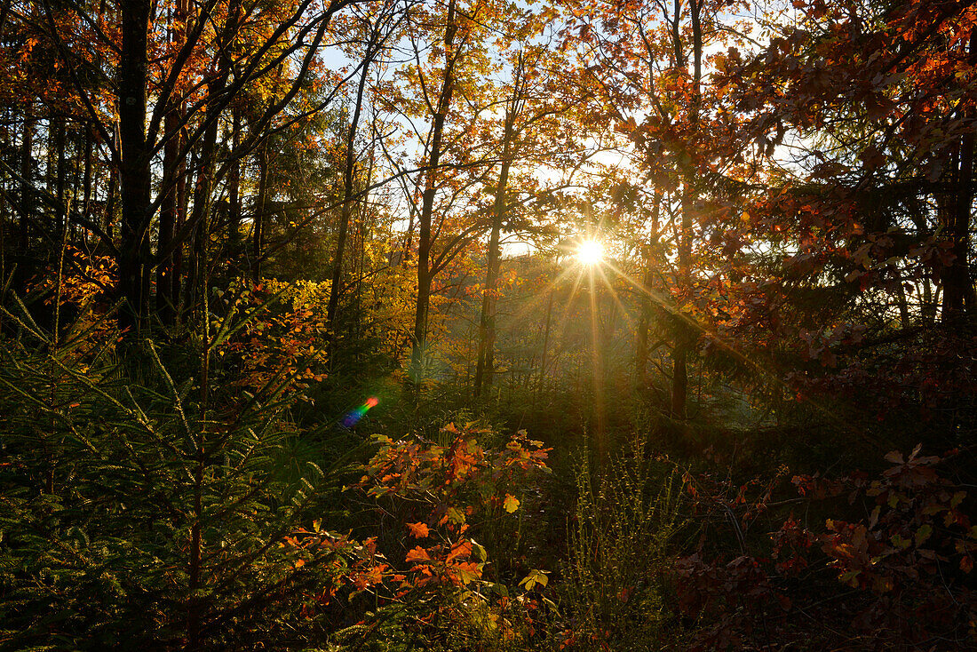 Sonnenstrahlen durch Rotbuchenwald (Fagus sylvatica) im Herbst, Oberpfalz, Bayern, Deutschland