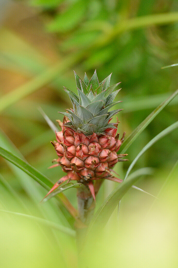 Pineapple Plant (Ananas comosus), Bavaria, Germany