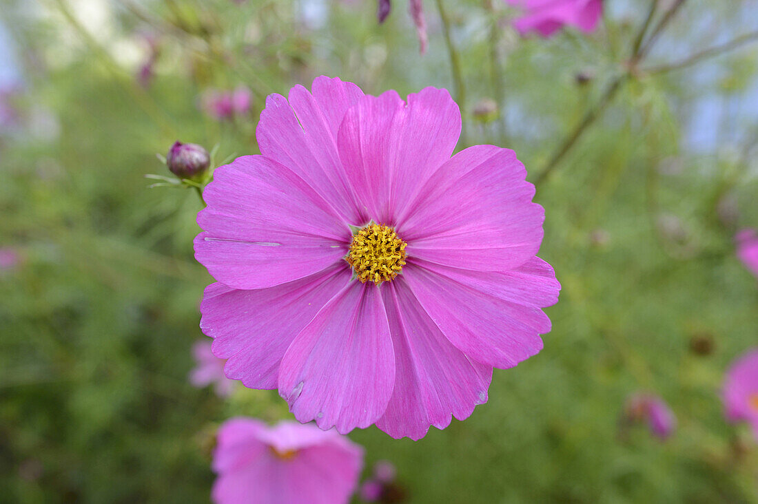 Close-up of Garden Cosmos (Cosmos bipinnatus), Upper Palatinate, Bavaria, Germany