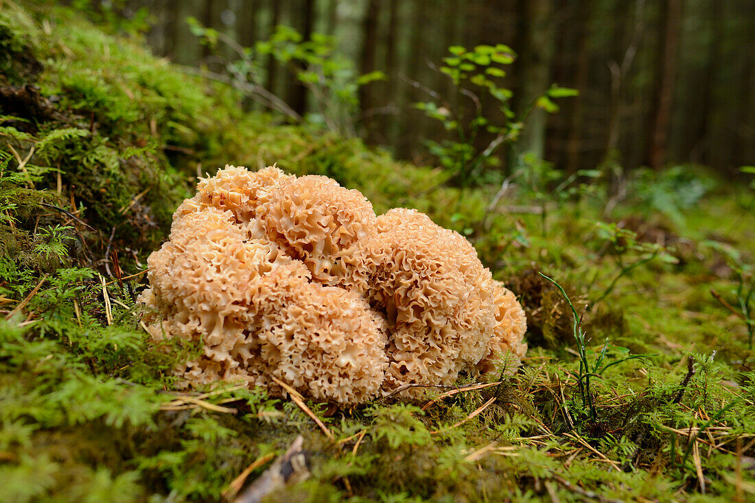 Blumenkohlpilz (Sparassis crispa) auf Waldboden, Bayern, Deutschland