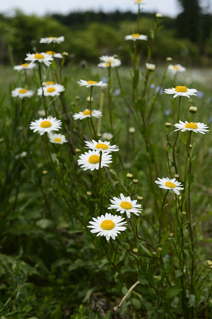 Nahaufnahme von Ochsenaugen-Gänseblümchen und Mutterkraut auf einer Wiese, Franken, Bayern, Deutschland