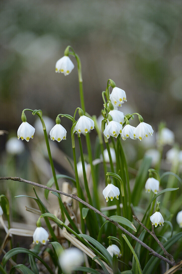 Leucojum Vernum, Spring Snowflake, Oberpfalz, Bavaria, Germany