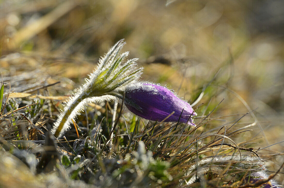 Close-Up of Pulsatilla Vulgaris, Pasque Flower, Oberpfalz, Bavaria, Germany