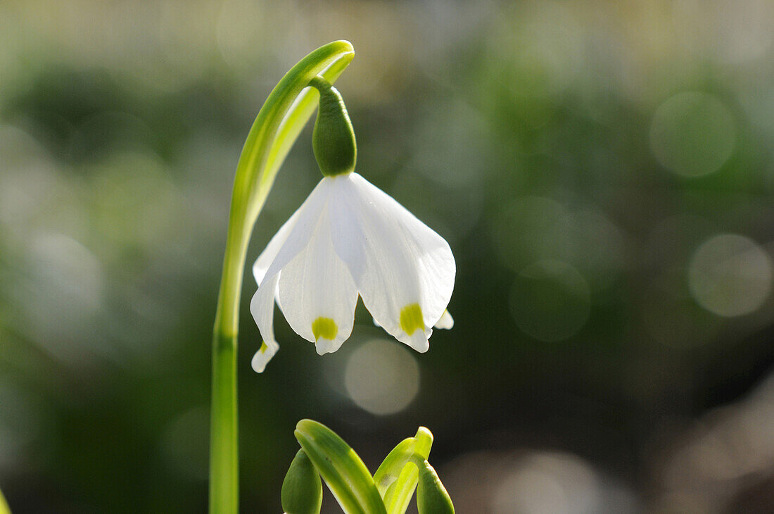 Leucojum Vernum, Frühlingsschneeflocke, Oberpfalz, Bayern, Deutschland