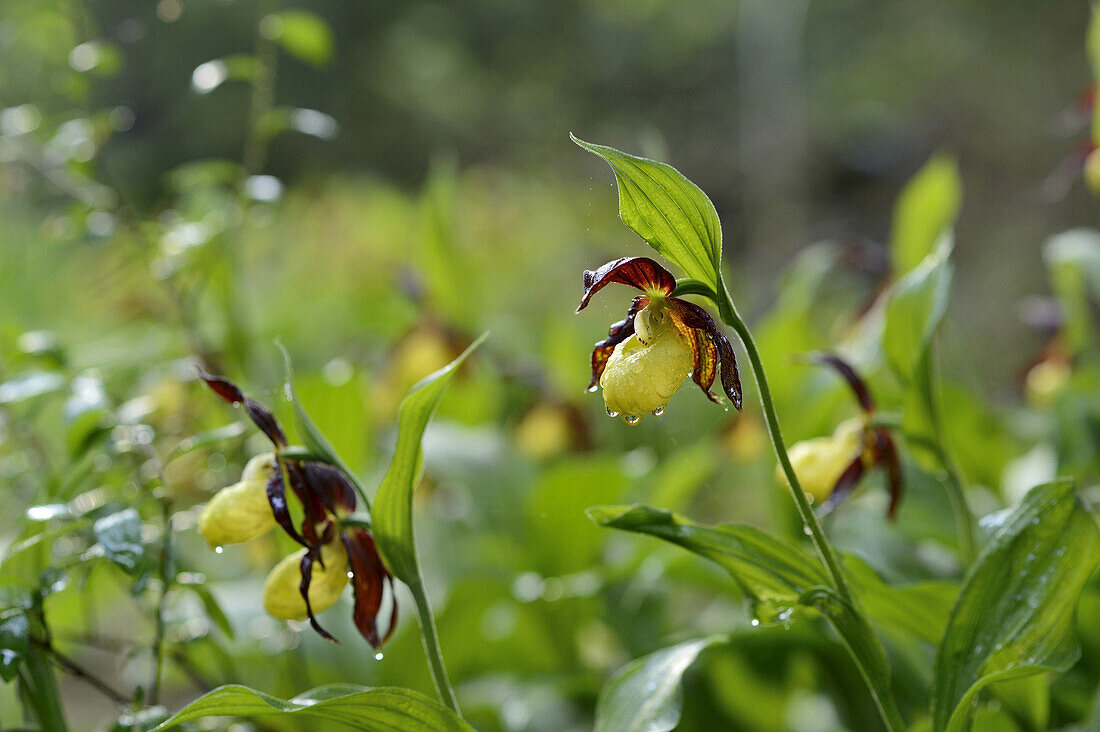 Nahaufnahme von Cypripedium Calceolus, Frauenschuh-Knabenkraut, Oberpfalz, Bayern, Deutschland