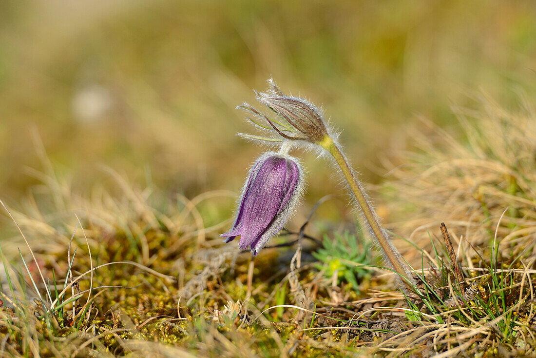 Close-Up of Pulsatilla Vulgaris, Pasque Flower, Oberpfalz, Bavaria, Germany