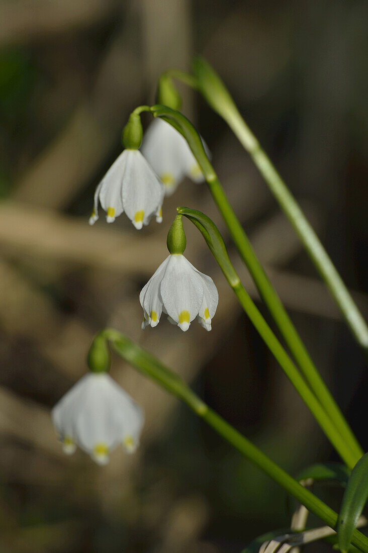 Leucojum Vernum, Frühlingsschneeflocke, Oberpfalz, Bayern, Deutschland