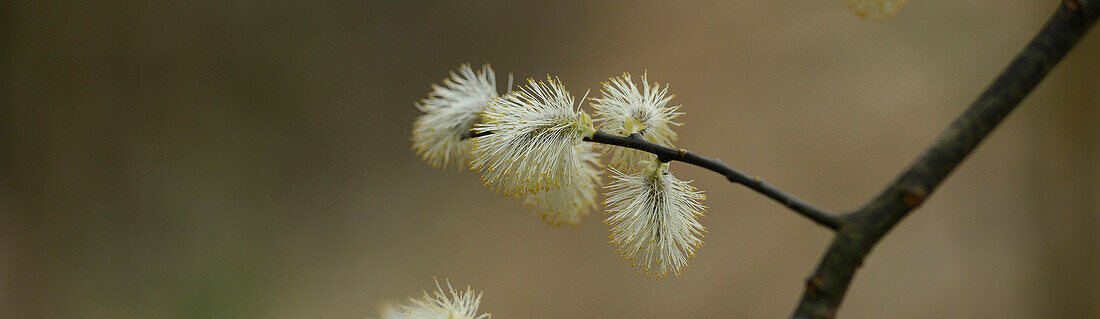 A Detail of Pussy Willows (Salix) in Springtime, Bavaria, Germany