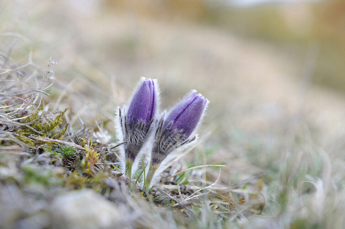 Blooms of a Pulsatilla (Pulsatilla vulgaris) in the grassland in early spring of Bavaria, Germany