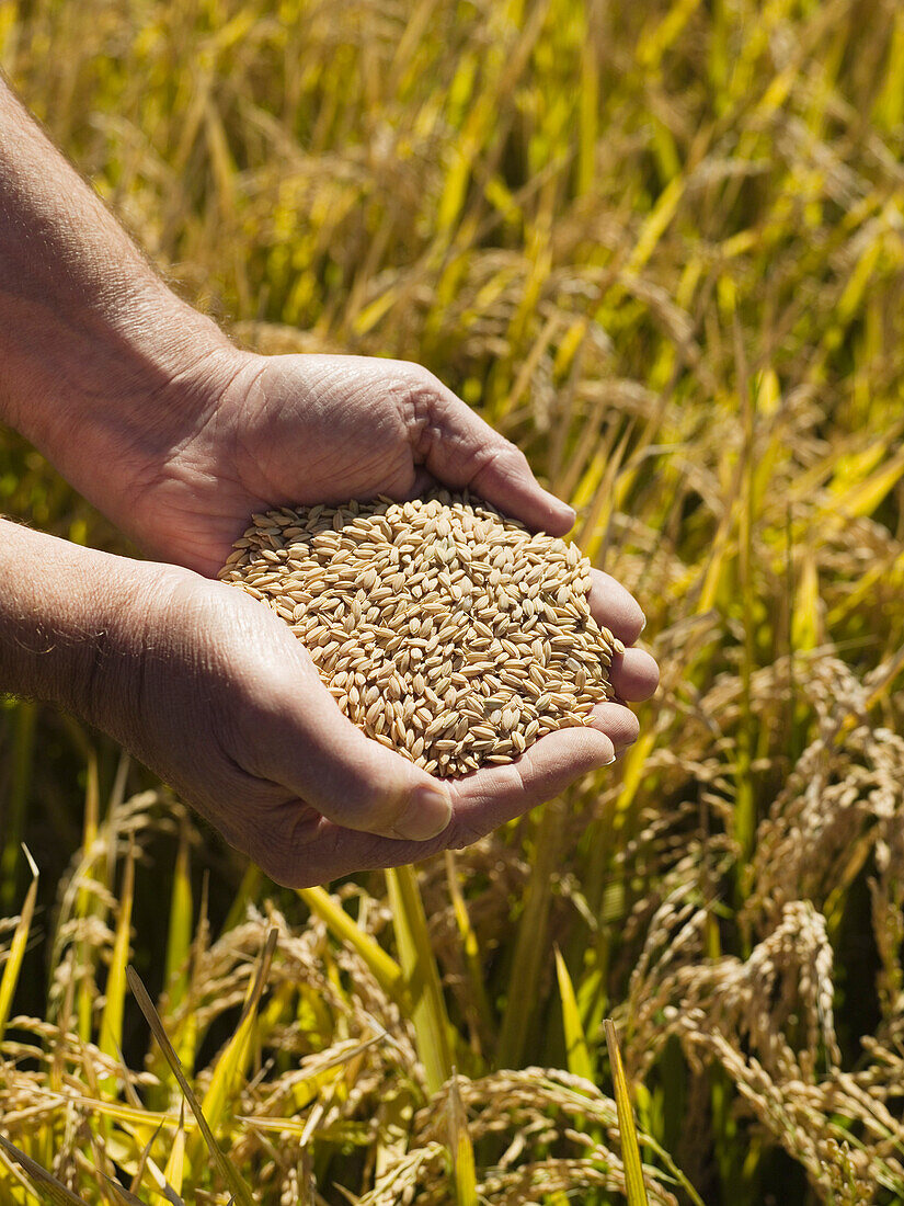 Hands Holding Rice, Crop Ready for Harvest, Australia