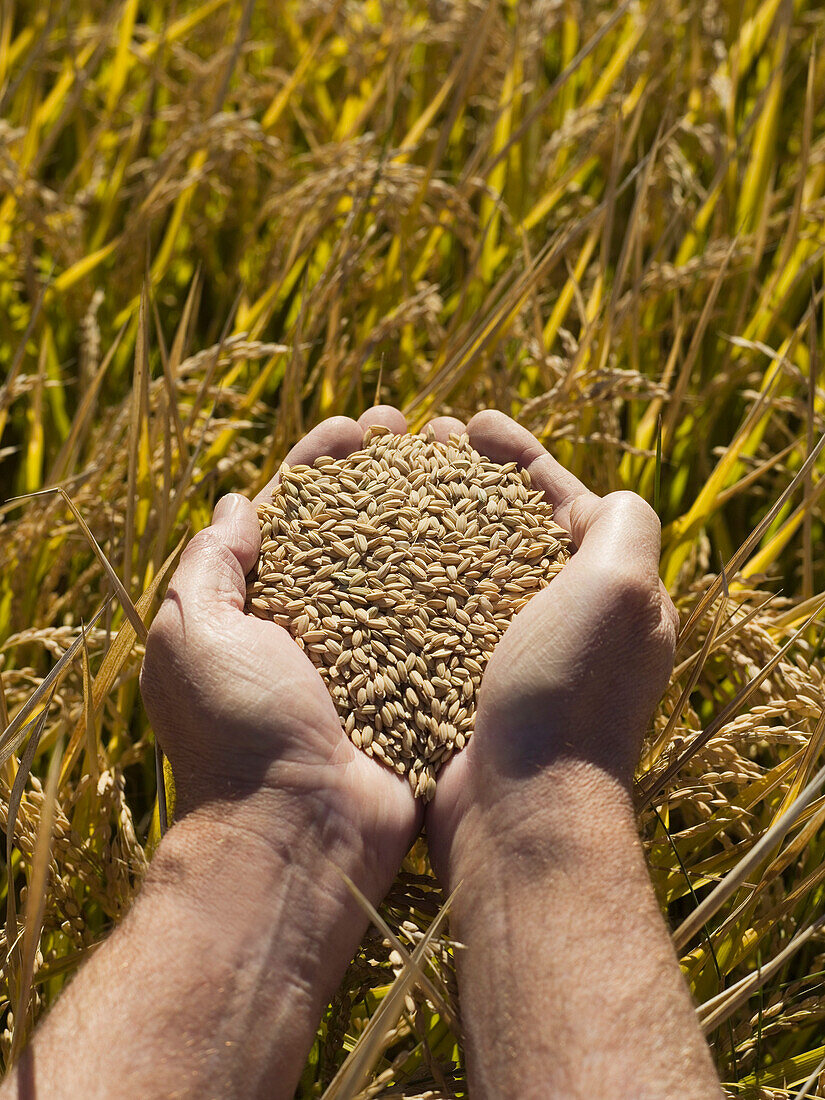 Hände halten Reis, erntereifes Getreide, Australien