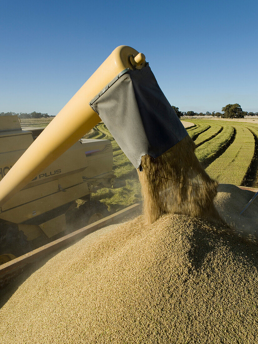 Rice Harvesting, Unloading Grain into Trailer, Australia