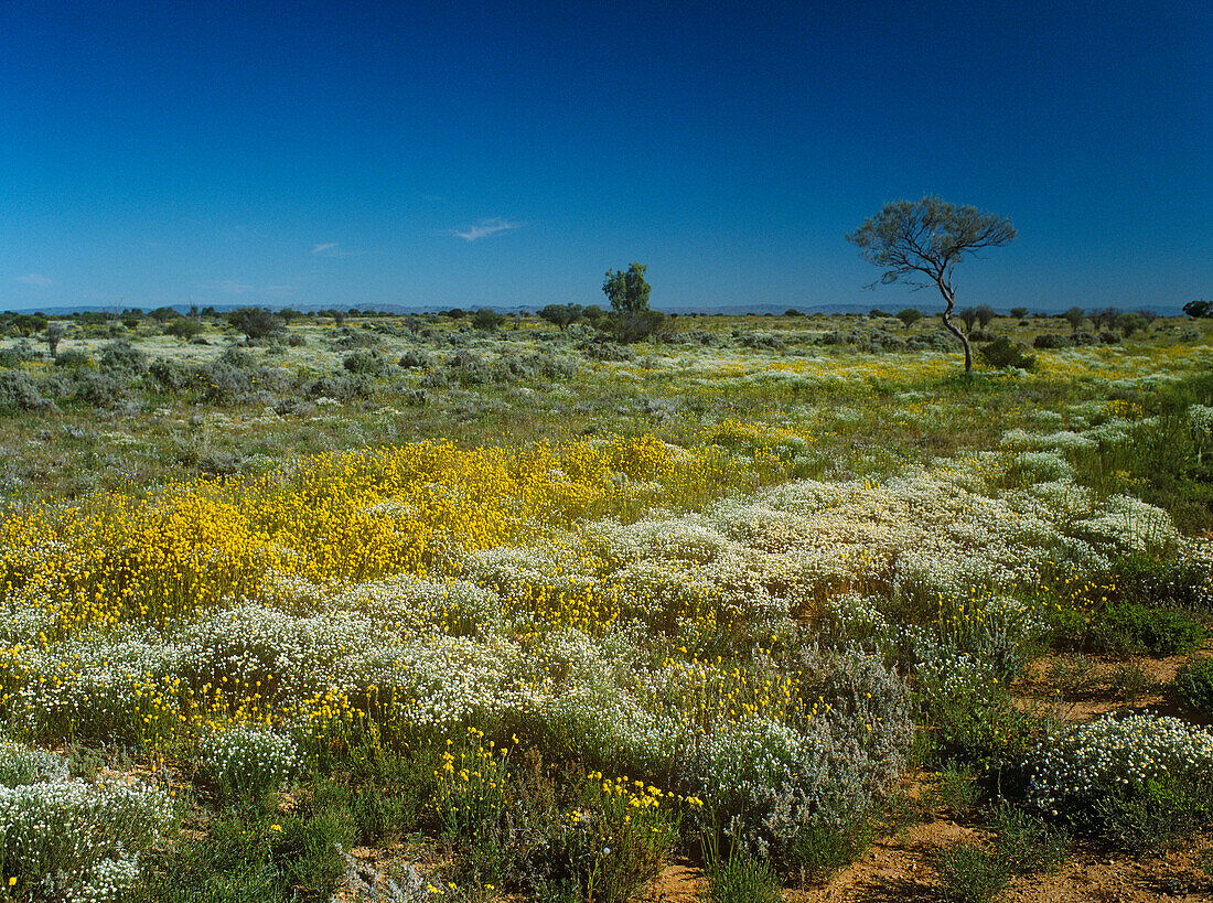 Blühende Wüste, Australien