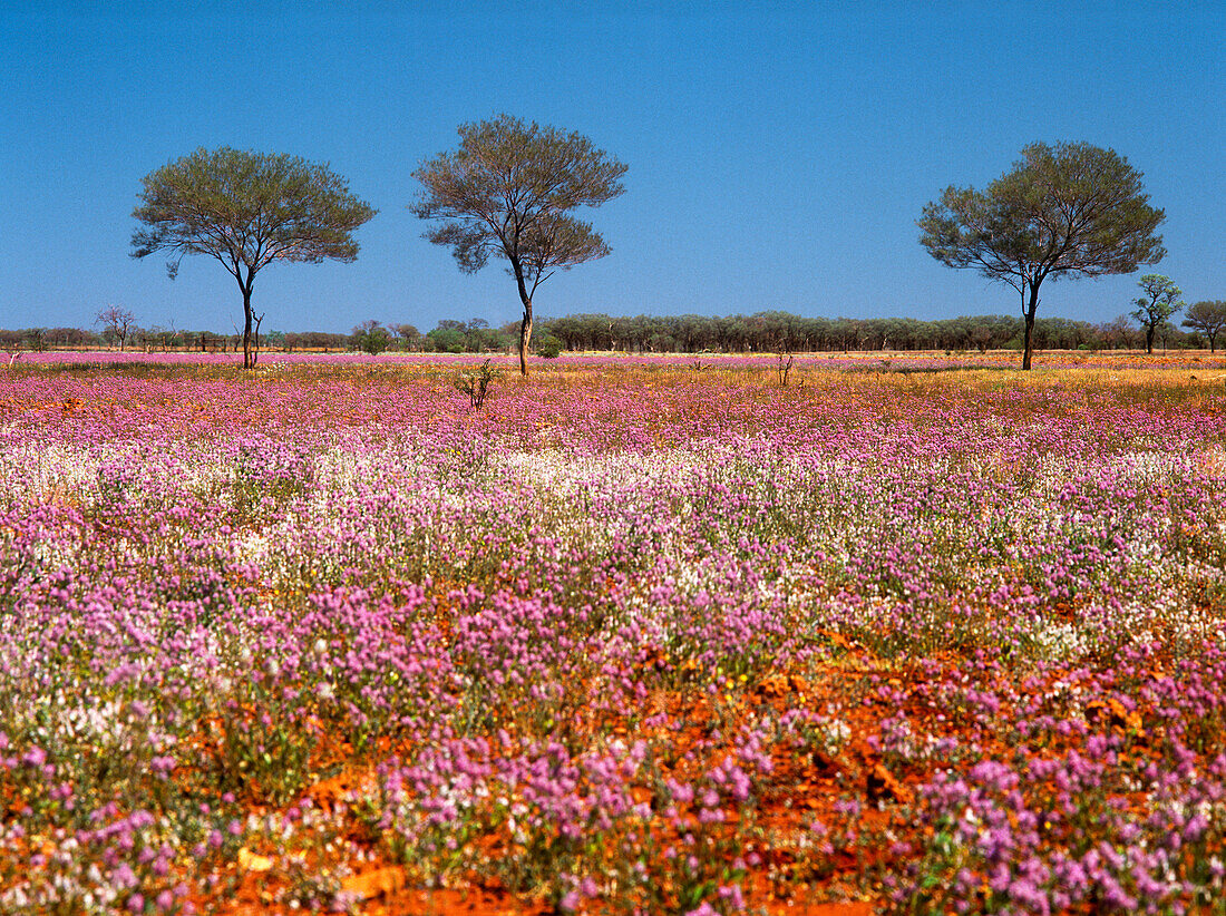 Blühende Wüste, Wildblumen, Australien
