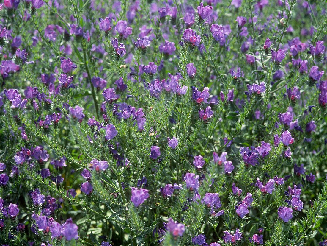 Wildblumen, Australien