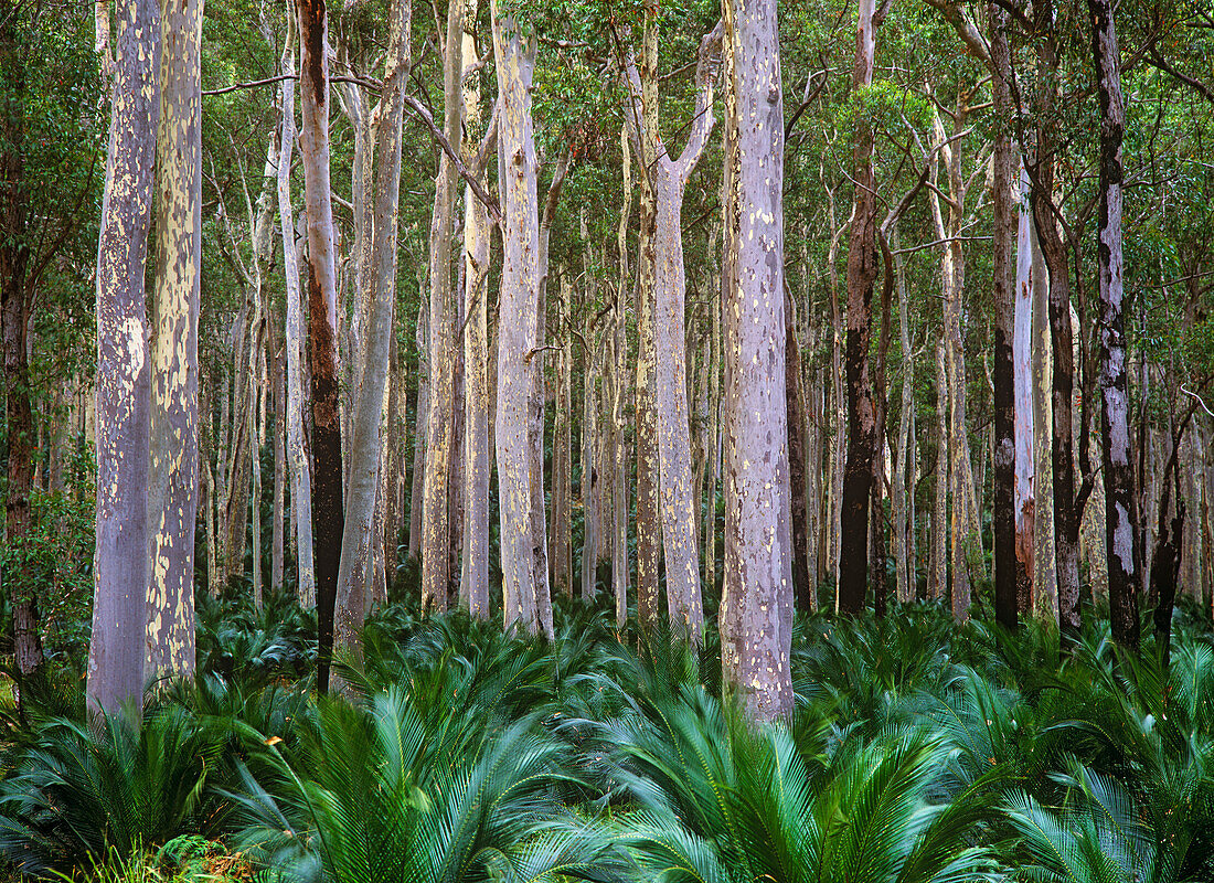 Wald, Australien