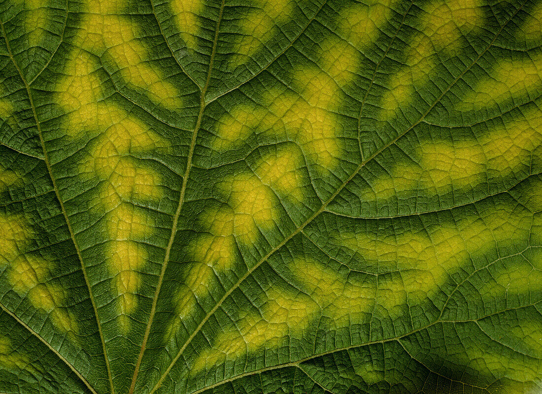 Close-up of Leaf