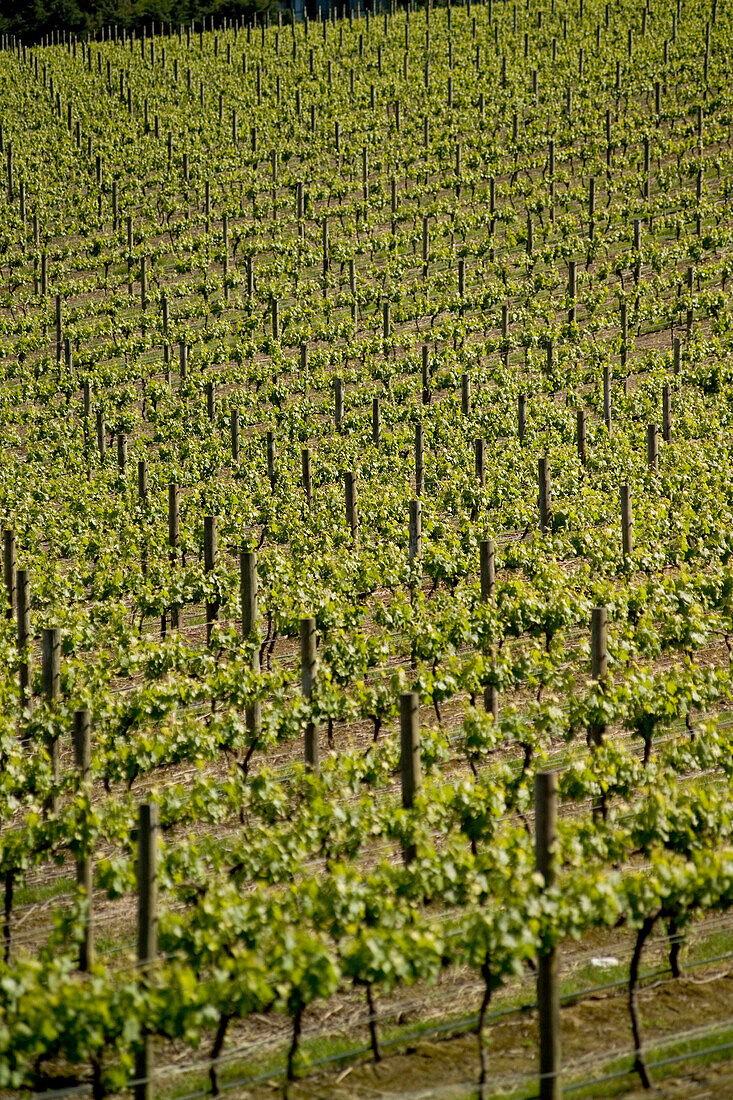 Vineyard, Yarra Valley, Yarra Ranges National Park, Victoria, Australia