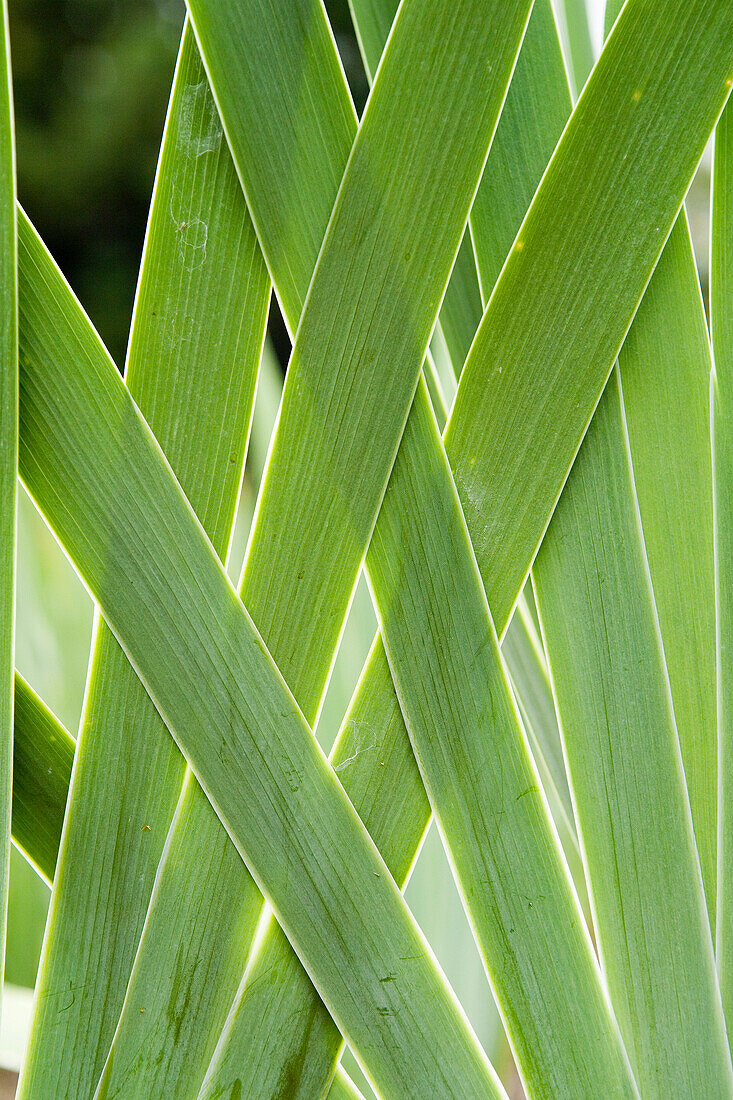 Plant with Long Crossed Leaves