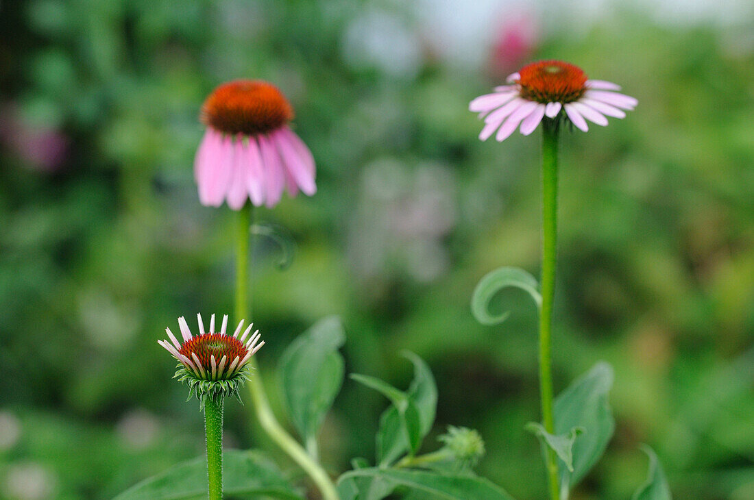 Nahaufnahme einer Sonnenhutblüte (Echinacea purpurea) im Sommer, Bayern, Deutschland.