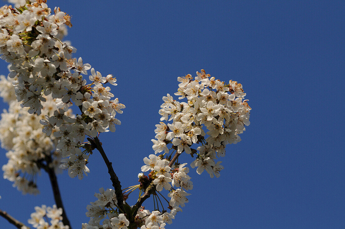 Nahaufnahme von Kirschblüten (Prunus avium) in einem Garten im Frühling, Bayern, Deutschland