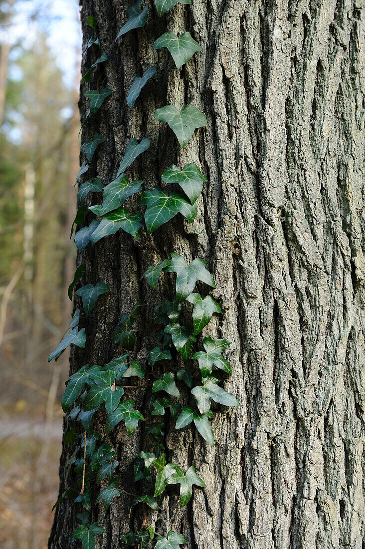 Nahaufnahme einer Stieleiche (Quercus robur) und Gemeiner Efeu (Hedera helix) an einem Baumstamm im Herbst, Franken, Bayern, Deutschland