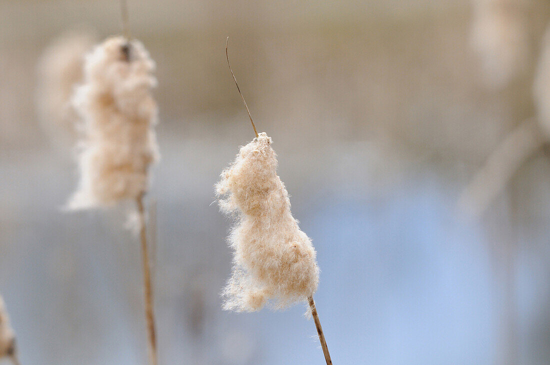 Close-up of Common Bulrush (Typha latifolia) seeds in autumn, Bavaria, Germany