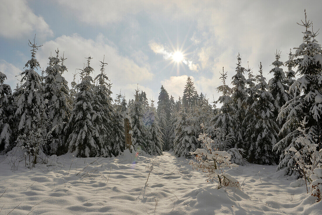 Landscape with Norway Spruce (Picea abies) Forest in Winter, Upper Palatinate, Bavaria, Germany