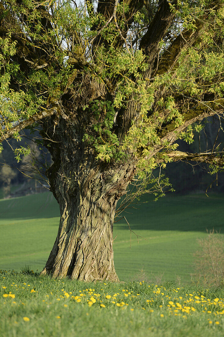 Bruchweide (Salix fragilis) in Wiese im Frühling, Oberpfalz, Bayern, Deutschland