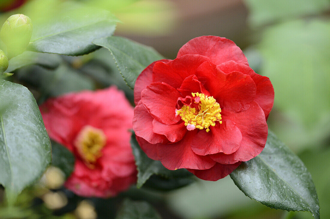 Nahaufnahme einer Blüte der Japanischen Kamelie (Camellia japonica)