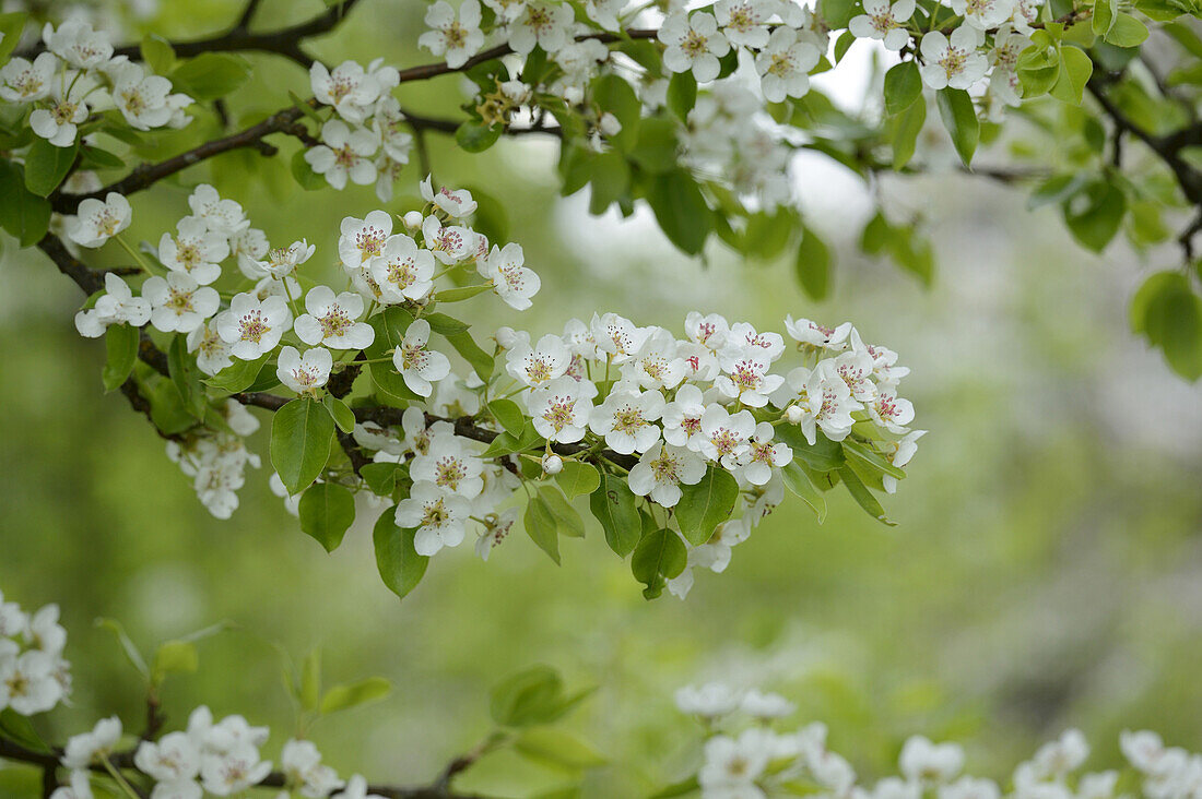 Close-up of Pear Blossoms in Spring, Upper palatinate, Bavaria, Germany