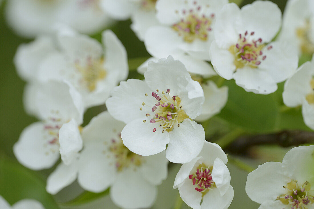 Close-up of Pear Blossoms in Spring, Upper Palatinate, Bavaria, Germany