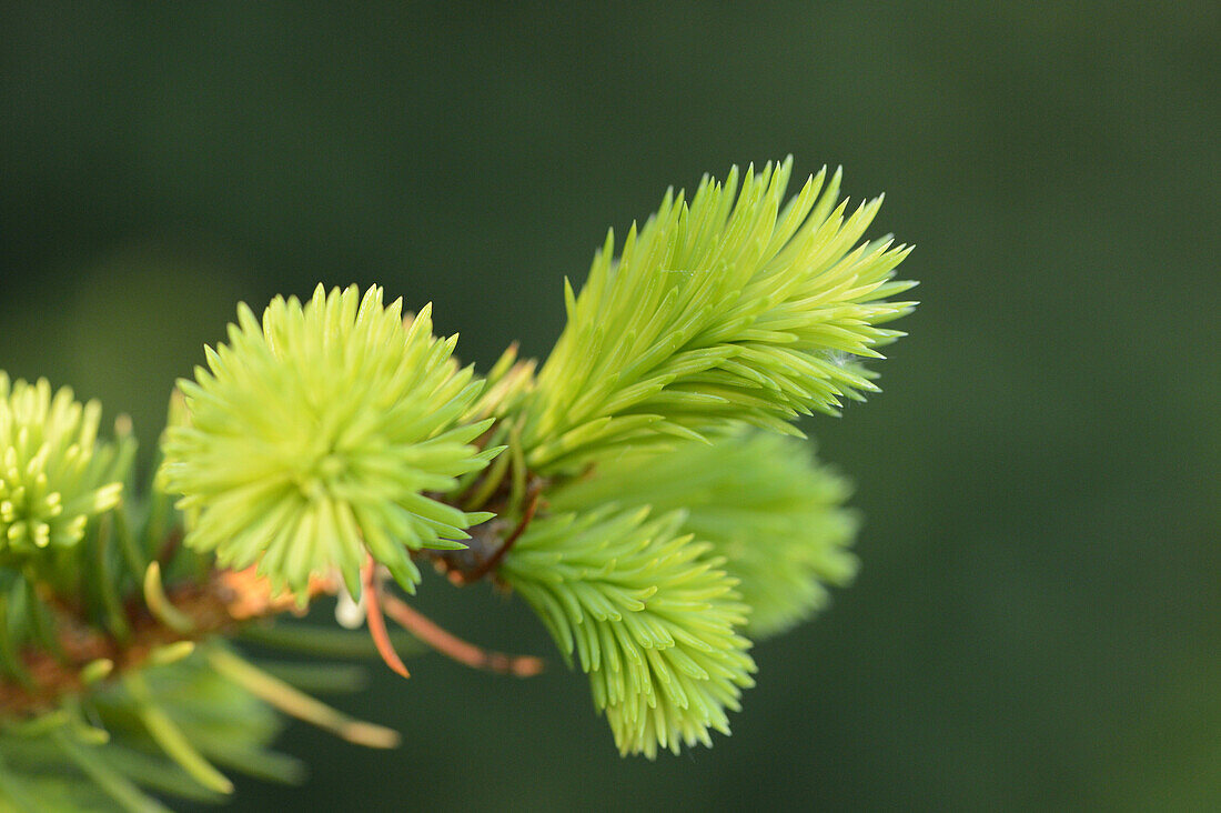 Nahaufnahme von frischen Fichtensprossen (Picea abies) im Wald, Bayern, Deutschland