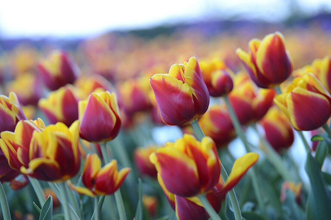 Close-up of Tulips (Tulipa) in Spring, Styria, Austria