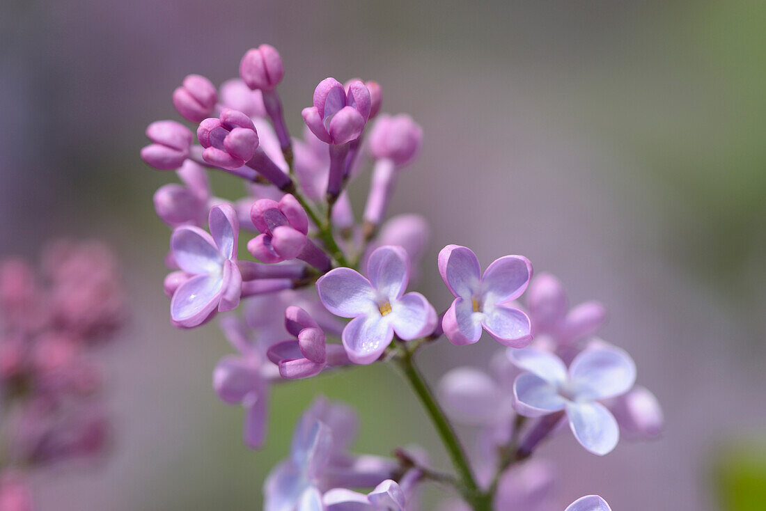 Nahaufnahme von Gemeinem Flieder (Syringa vulgaris) im Garten im Frühling, Bayern, Deutschland