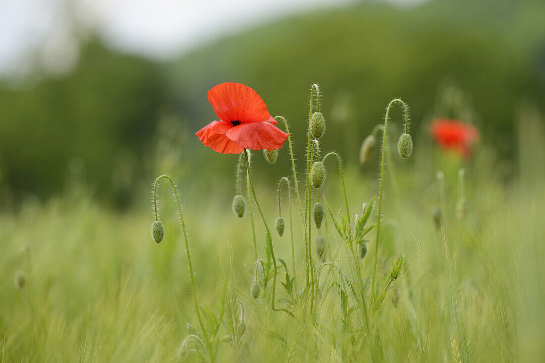 Nahaufnahme eines Klatschmohns (Papaver rhoeas) in einem Gerstenfeld im Frühling, Bayern, Deutschland