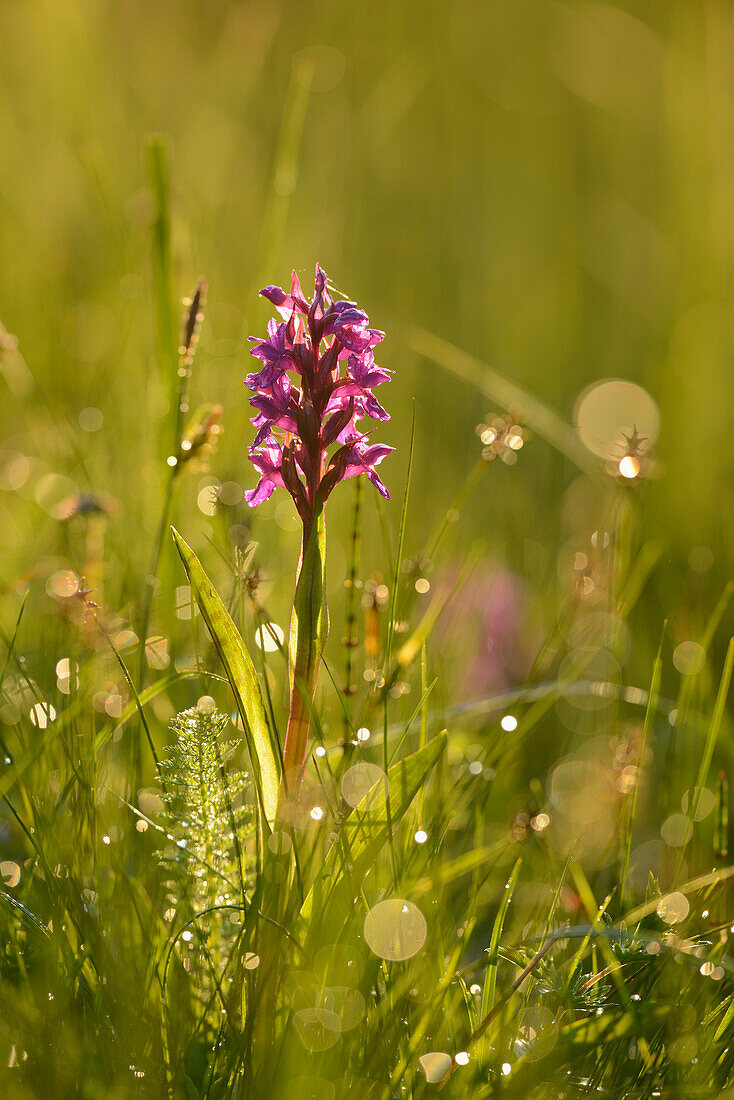 Nahaufnahme einer Blüte des Westlichen Knabenkrauts (Dactylorhiza majalis) in einem Moor im Frühjahr, Bayern, Deutschland