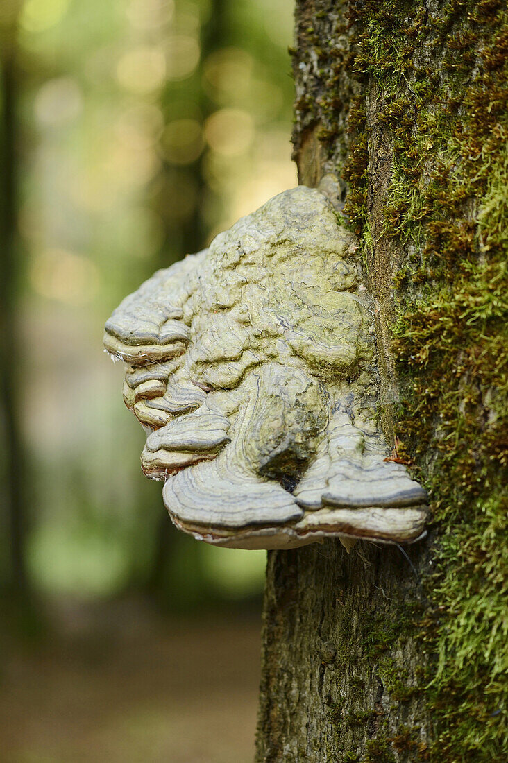 Close-up of Tinder Fungus (Fomes fomentarius) on Tree Trunk in Forest in Spring, Upper Palatinate, Bavaria, Germany