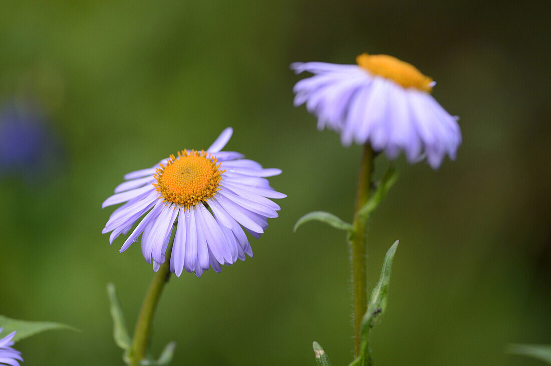 Close-up of European Michaelmas Daisy (Aster amellus) Blossom in Garden in Spring, Bavaria, Germany