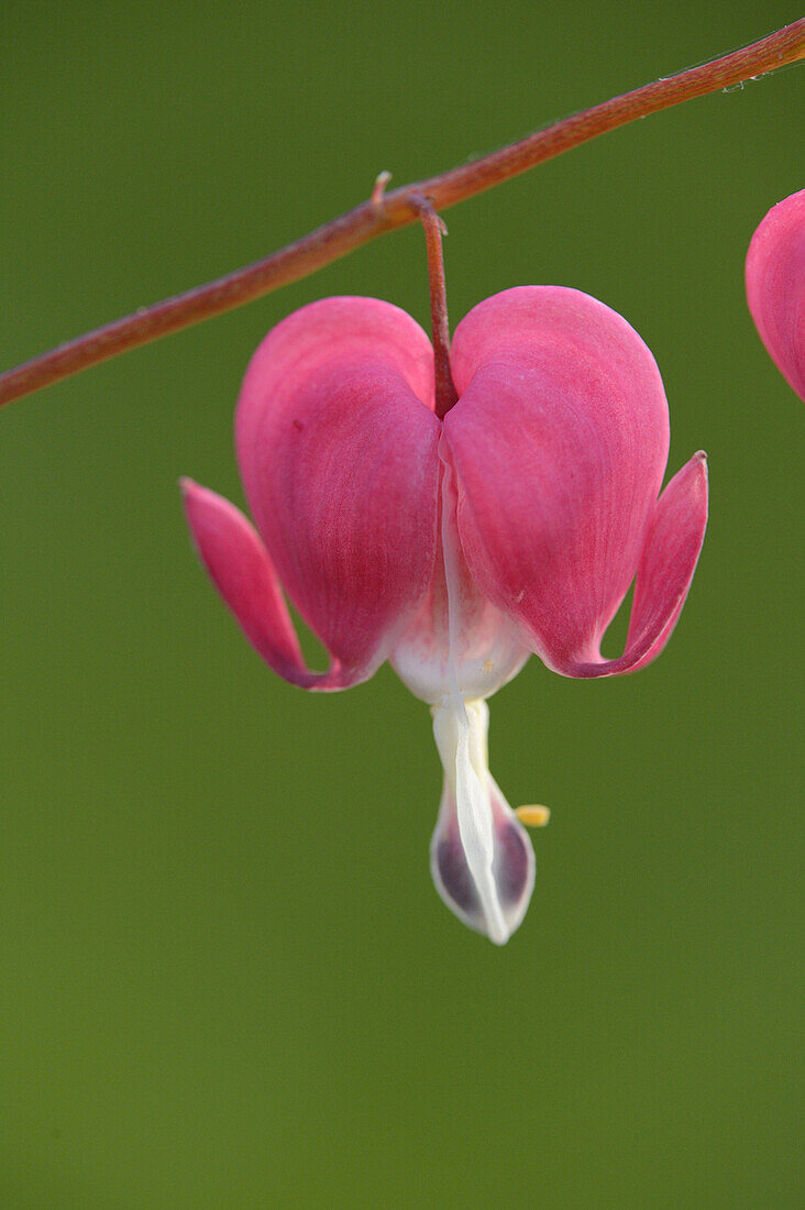 Close-up of Old-fashioned Bleeding-heart (Lamprocapnos spectabilis) Blossom in Garden in Spring, Bavaria, Germany